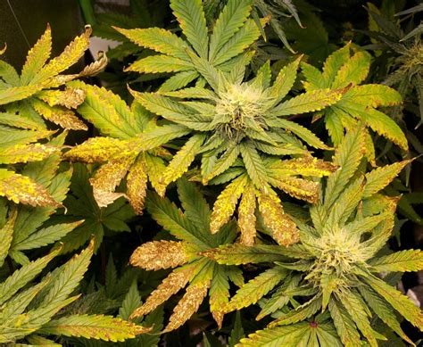 Identifying The Top 7 Cannabis Plant Deficiencies Royal King Seeds