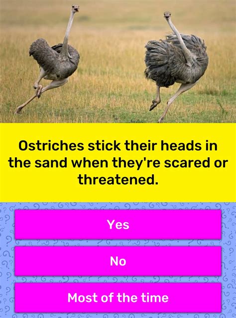 Ostriches Stick Their Heads In The Trivia Answers Quizzclub