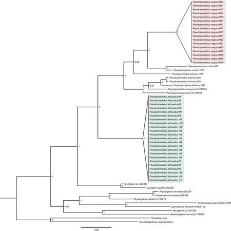 Bayesian Phylogenetic Tree Based On Partial Sequences Of Coi Gene Download Scientific Diagram