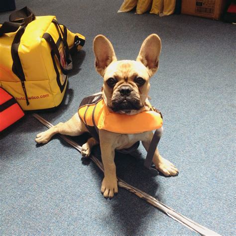 This one is actually both a camouflage. She needs a life jacket, or she'll sink! : FrenchBulldog