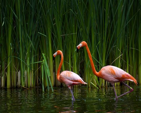 Flamingos Birds Nature Wallpapers Hd Desktop And Mobile Backgrounds