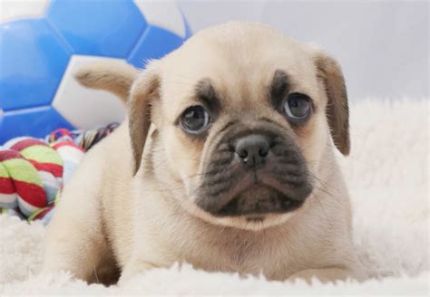 Parvo in puppies is caused by the canine parvovirus. Puggle Puppies For Sale | Chevromist Kennels