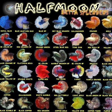 Discover The Stunning Varieties Of Halfmoon Betta Fish