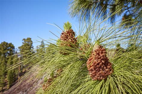 Close Up Picture Of Canary Island Pine Pinus Canariensis Stock Image