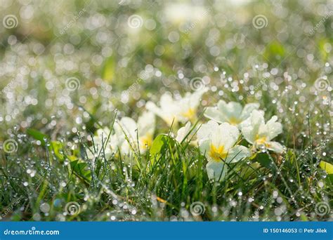 Garden Flowers And Drops Of Morning Dew Stock Image Image Of Beauty