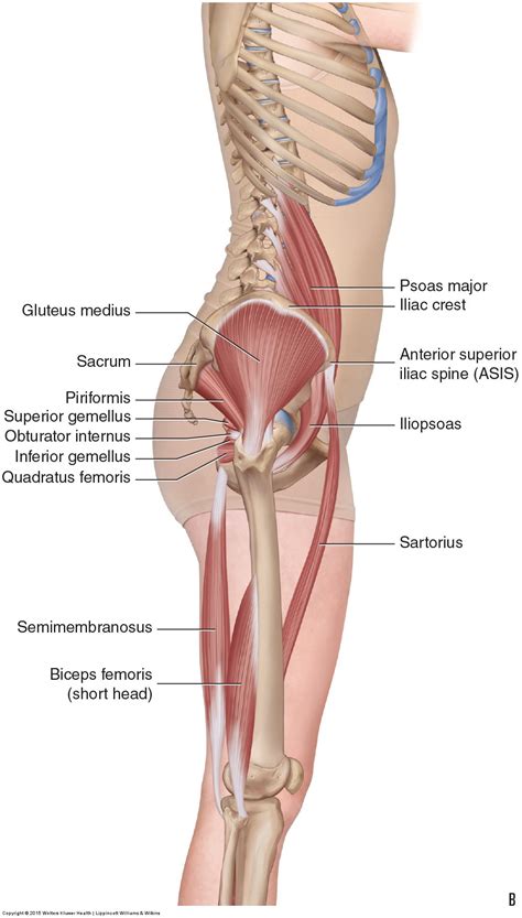 The muscles responsible for this action, the adductors longus very interesting to help me understand the tightness i experience in my right quad. Muscles of the Pelvis