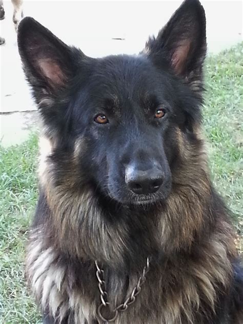 Boogieman At About 18 Months Long Haired German Shepherd German