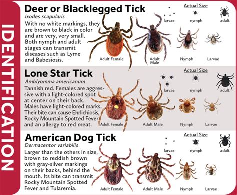 Tick Check A Guide For Running In Tick Country Irunfar