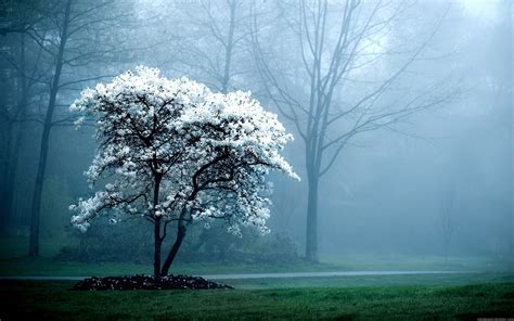 Lone Snow White Tree High Definition High Resolution Hd Wallpapers