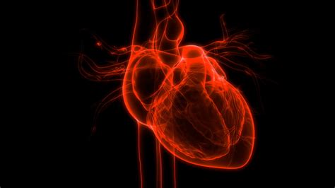Human Heart Beat Anatomy 3d Stock Footage Video 100 Royalty Free 1040043866 Shutterstock