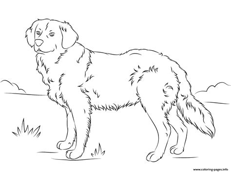 Some of the coloring page names are golden retriever clipart black and white cocker spaniel coloring png large, golden retriever cute dog coloring, golden retriever outline embroidery designs machine embroidery designs at, golden retriever coloring pdf at 392x507 gif puppy coloring, dog breed coloring hub, golden. Golden Retriever Cute Dog Coloring Pages Printable