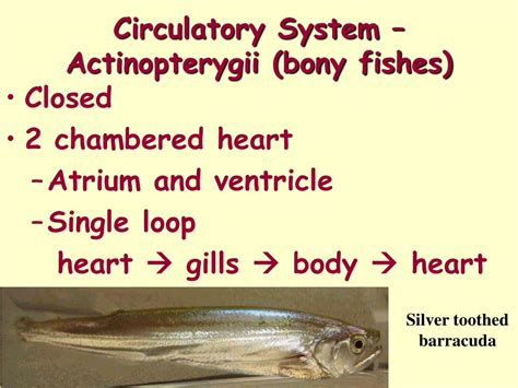 Start studying fish and 2 chamber heart. PPT - Circulatory System - Actinopterygii (bony fishes ...
