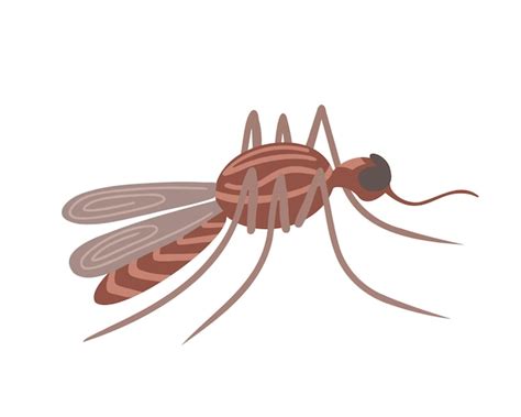 Premium Vector Insect Mosquito Hand Drawn Illustration