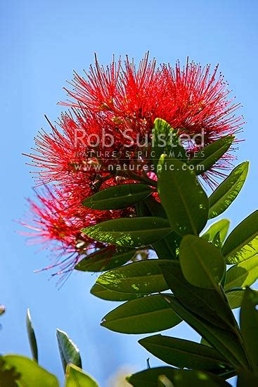Red Pohutukawa Flower Myrtaceae Metrosideros Excelsa New Zealand