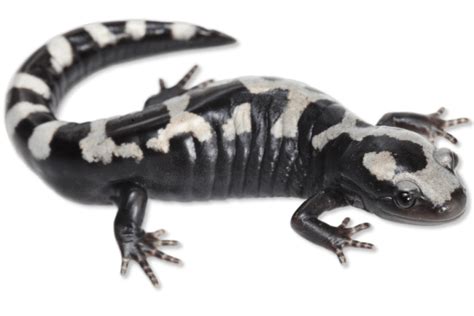Ambystoma Opacum Marbled Salamander Herps Of Arkansas