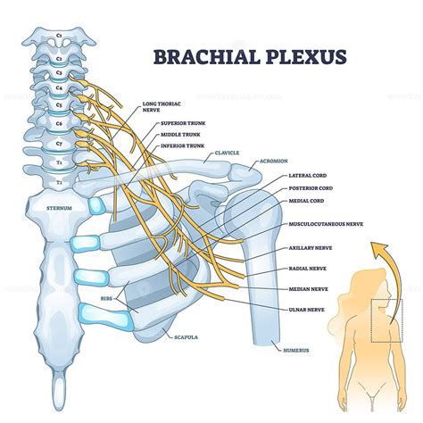 Brachial Plexus Nerves Labeled