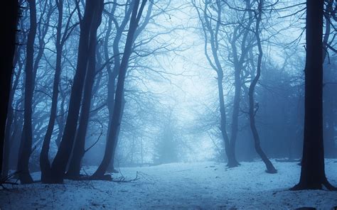 Dark Winter Forest Wallpapers Top Free Dark Winter Forest Backgrounds