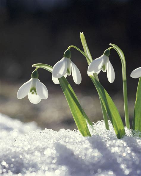 Plant These Winter Flowers To Brighten Up Your Garden Or Landscape Winter Flowers Spring