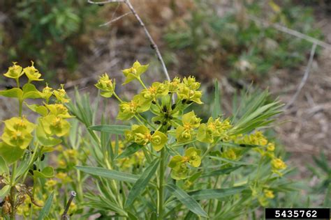 Brown Legged Spurge Flea Beetle Aphthona Lacertosa