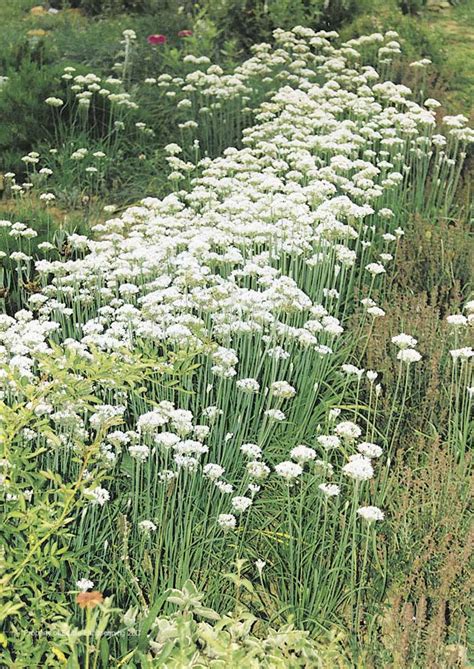 Remove the purple flowers from the tops of the chives before drying as they do not tend to dry well. Garlic Chives - Edible Landscaping
