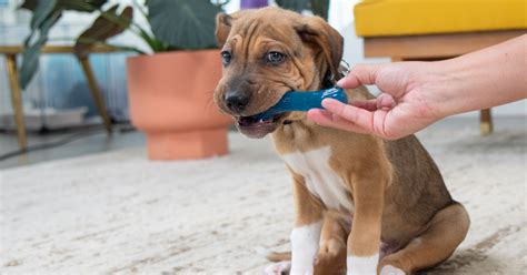 Prevent Puppy Nipping With Tips From A Certified Dog Trainer Furtropolis