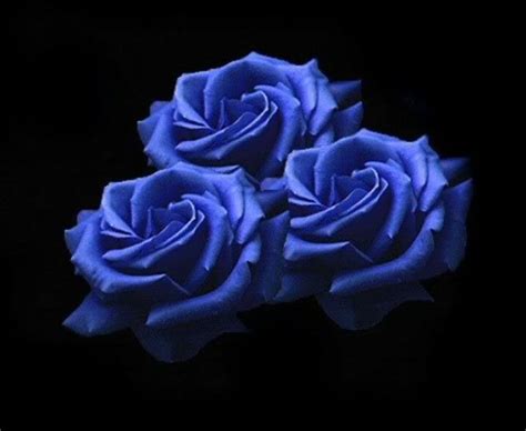 Blue Rose Flowers Flowers