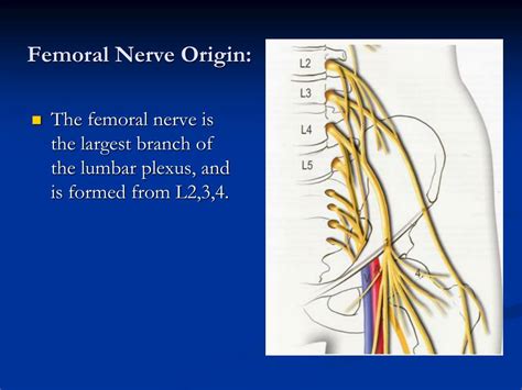 Ppt Femoral Nerve Block Powerpoint Presentation Free Download Id