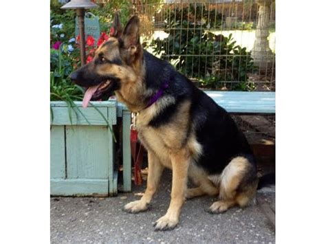 Southeast german shepherd rescue was founded in 2010 to save german shepherd dogs from abuse, abandonment, and high kill shelters. Meet and Greet (And Maybe Even Adopt!) A German Shepherd ...