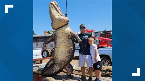 Hunters Catch 920 Pound Gator In Central Florida