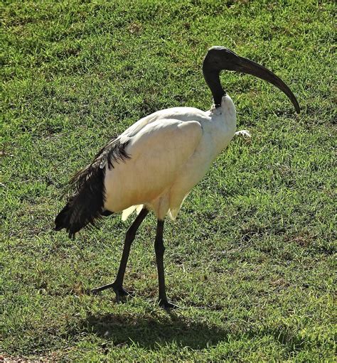 Birdwalkermonday 14 10 2015 Valencia Bioparc African Sacred Ibis