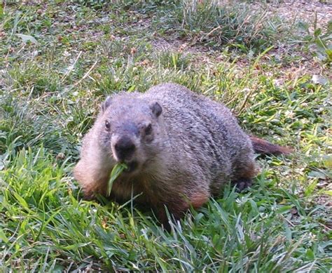 Havahart recommends sullying a new trap to divest it of its gleam and smell. Groundhog Repellent: How To Get Rid Of Groundhogs