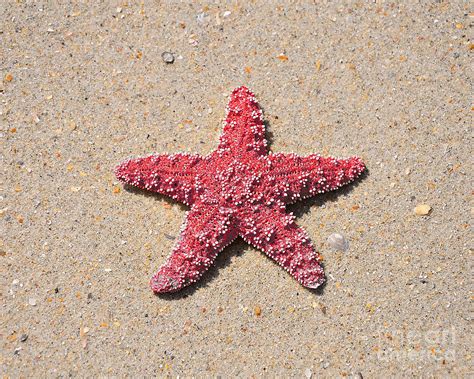 Sea Star Red Photograph By Al Powell Photography Usa