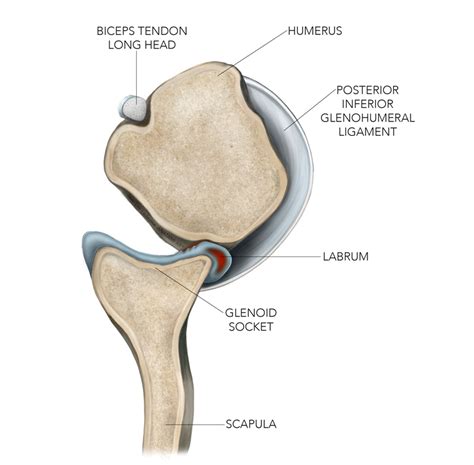 Sports Injury Bulletin Diagnose And Treat Uncommon Injuries Kim Lesions