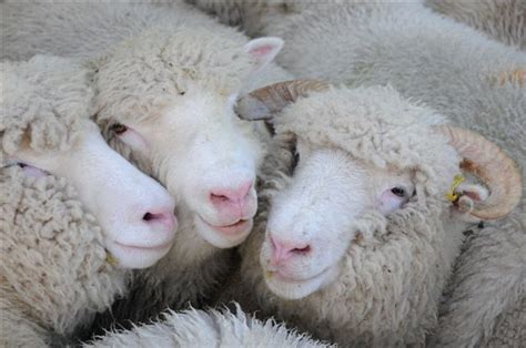 Dorset Sheep Gallery Dorset Horn And Poll Dorset Sheep Breeders