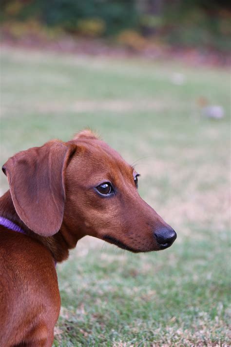 Our Sweet Chloe Red Short Haired Dachshund Doxie Weiner Dog Hound