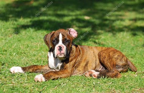 Boxer Dog Puppy — Stock Photo © Ankevanwyk 13662454