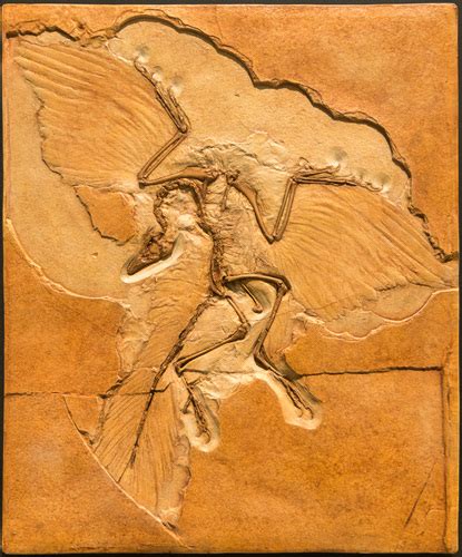 Genus Archaeopteryx · Inaturalist