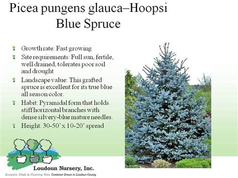 35 Blue Spruce Root System Diagram Wiring Online Diagram