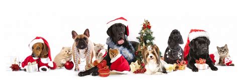 I Vestiti Di Natale Ecco Quelli Per Cani E Gatti