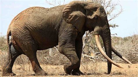 Un Des Plus Grands éléphants 45 Ans En Afrique Tué Par Des