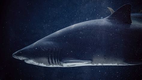 Types Of Freshwater Sharks The Sharks Of Rivers And Lakes Citrus Reef