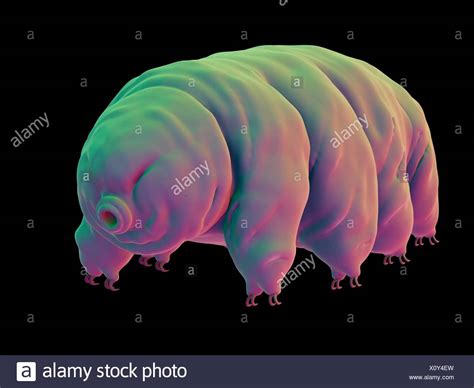 Water Bear Tardigrade High Resolution Stock Photography And Images Alamy