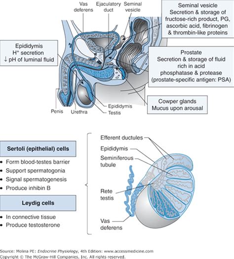This is the currently selected item. Male Reproductive System | Basicmedical Key