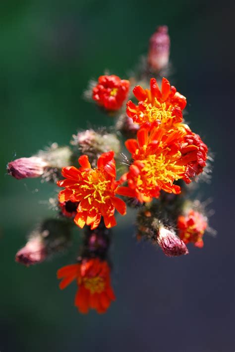 Free Images Nature Blossom Leaf Flower Petal Bloom Orange