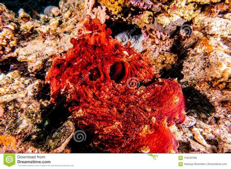Octopus King Of Camouflage In The Red Sea Eilat Israel Stock Photo