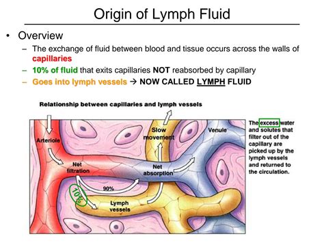Solution Lymphatic System Origin Of Lymph Fluid 25 Pages Nursing