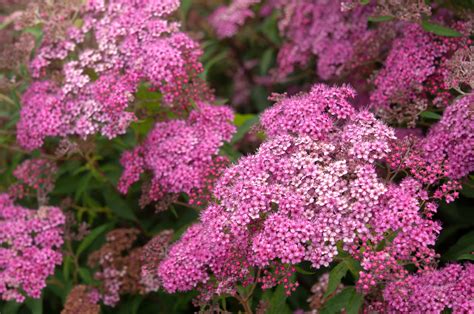 Neon Flash Spirea Shrub Growing And Care Tips