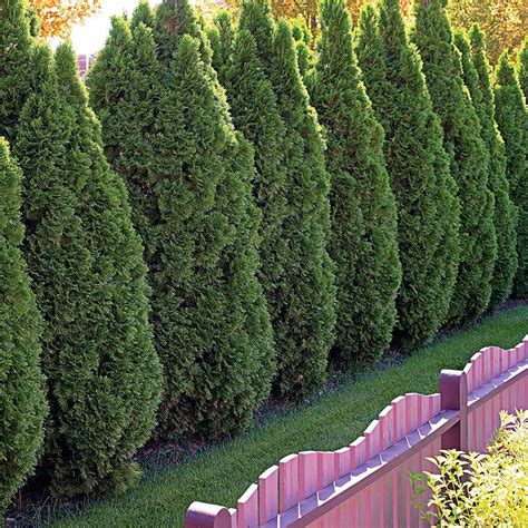 The 10 Best Evergreen Trees For Privacy And Year Round Greenery