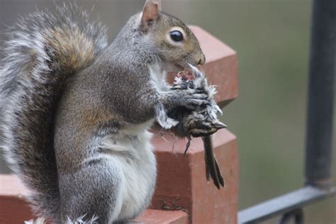Free Photo Squirrel Eating Animals Beautiful Birds Free Download