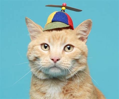 Original Design Cat Hat Propeller Hat Pet Costume Sf Fandom Etsy